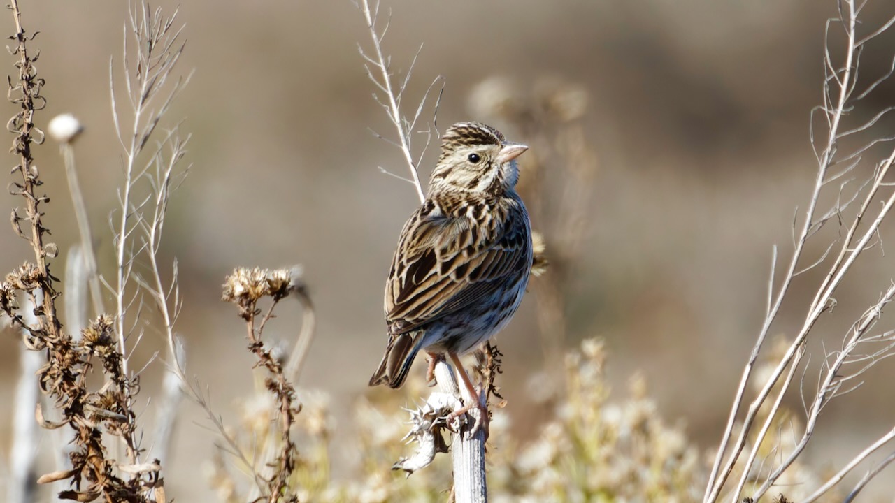 Savannah Sparrow