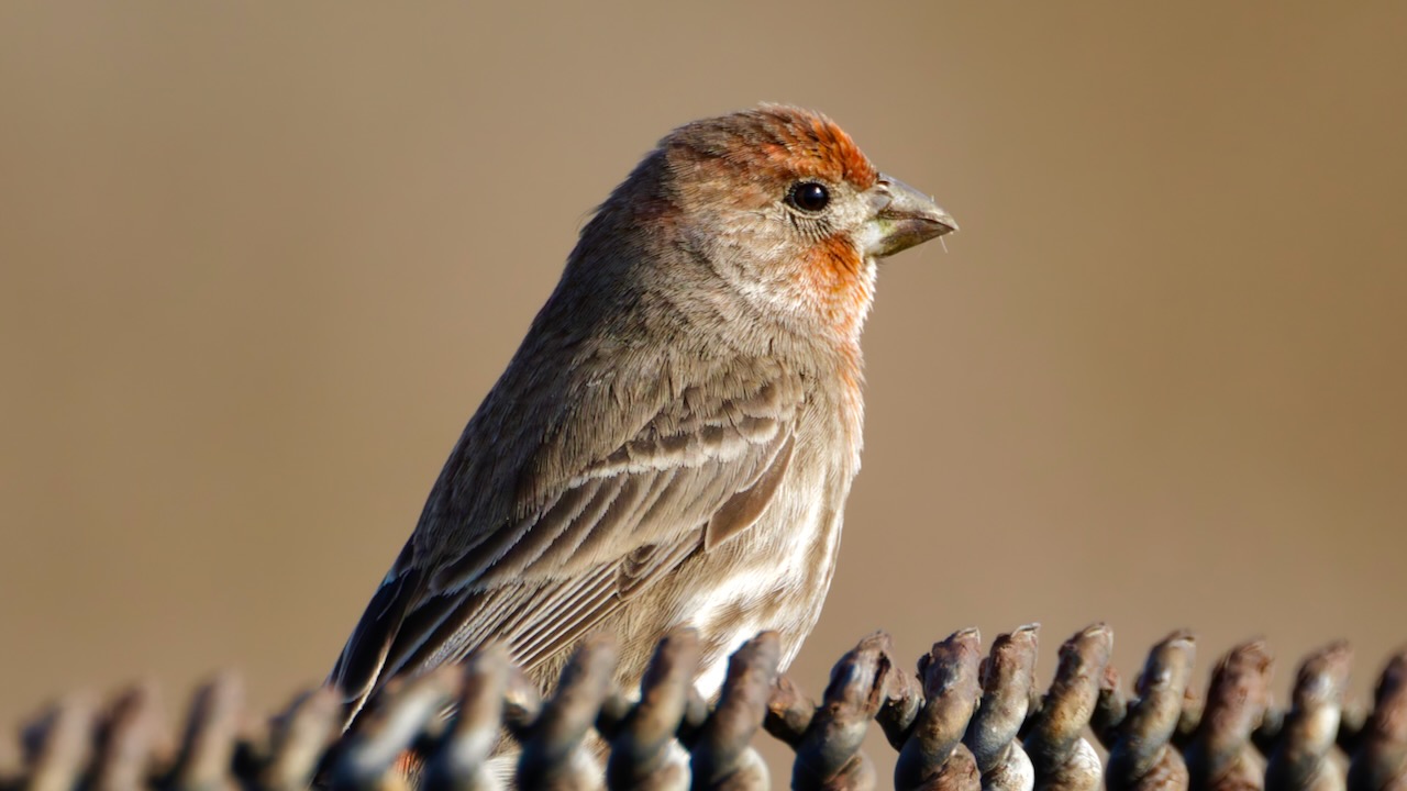 House Finch