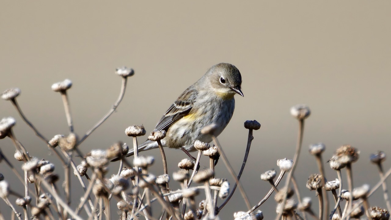 Yellow-rumped Warbler