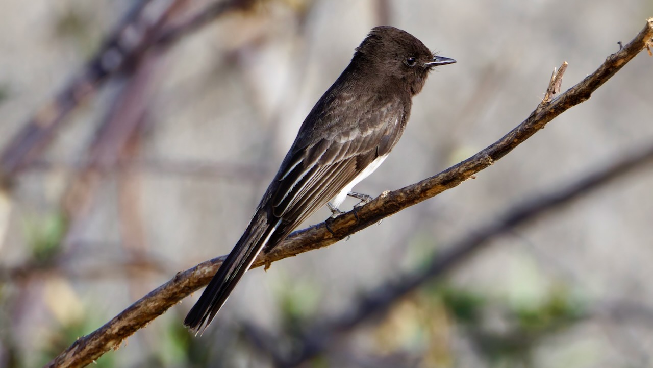 Black Phoebe