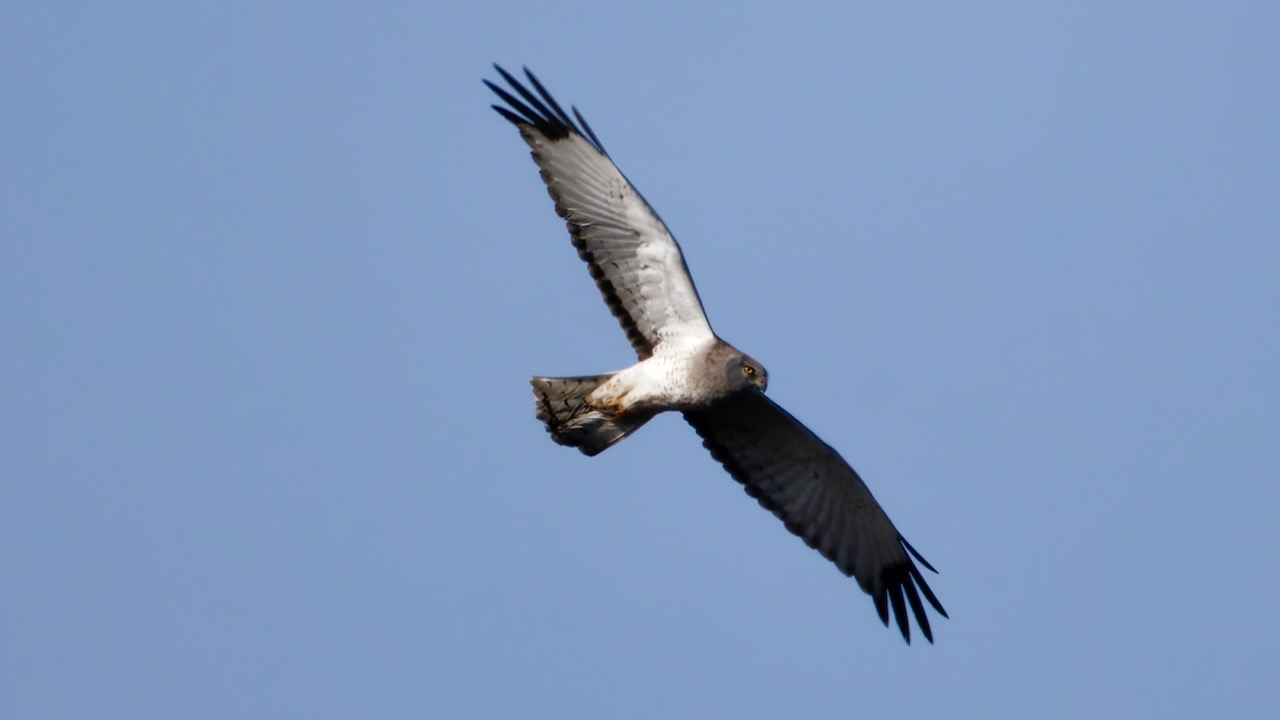 Northern Harrier