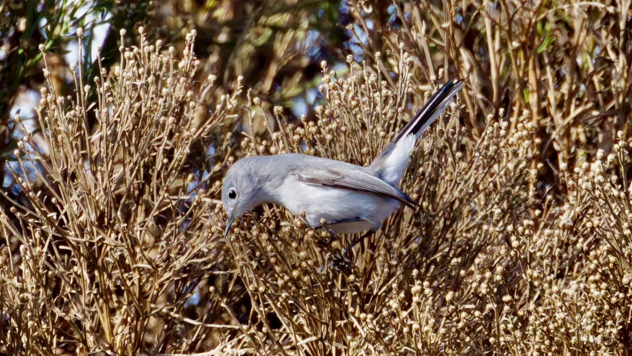 Blue-grey Gnatcatcher