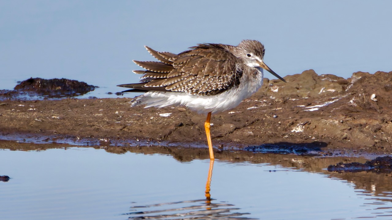 Greater Yellowlegs