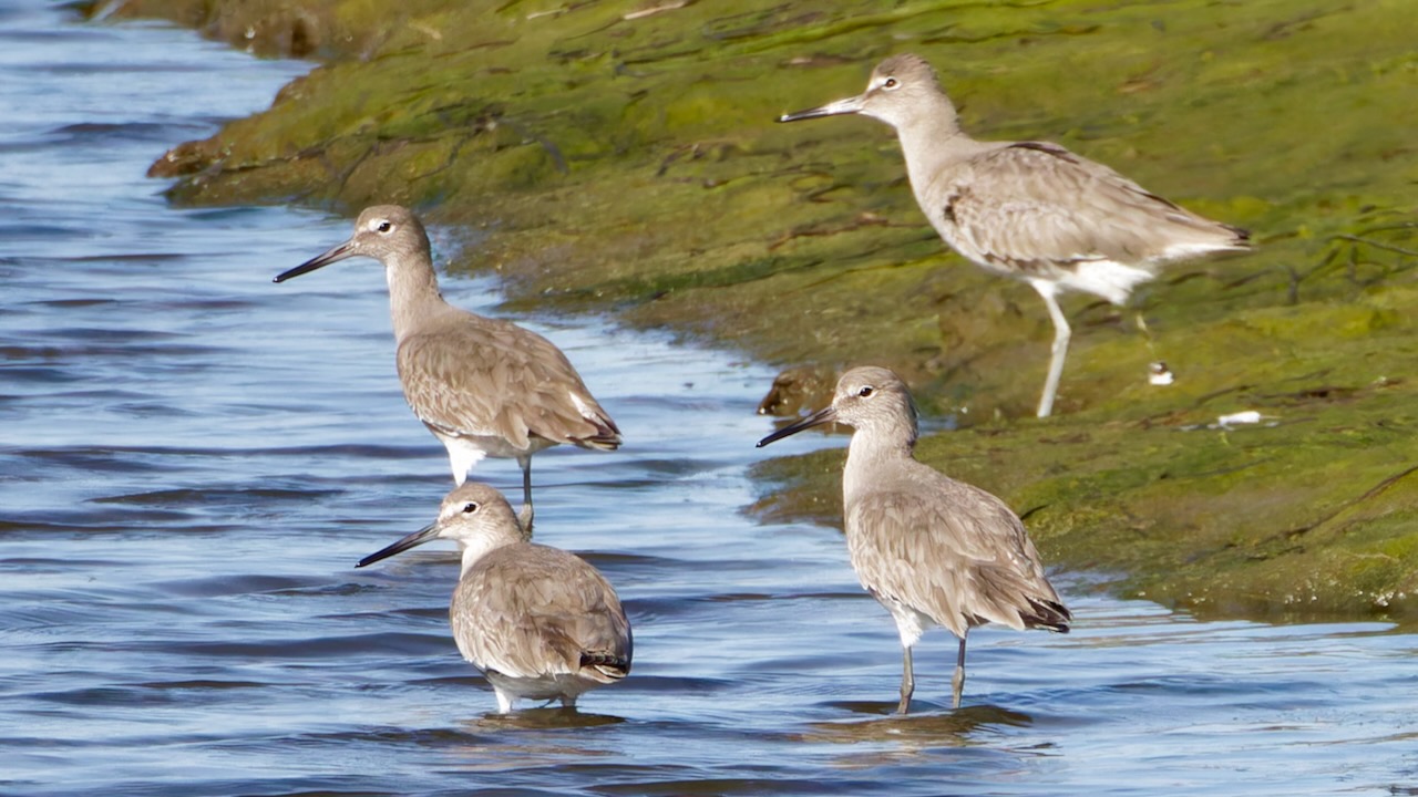 Willets