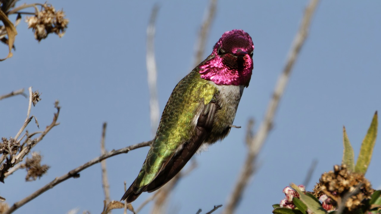 Anna's Hummingbird