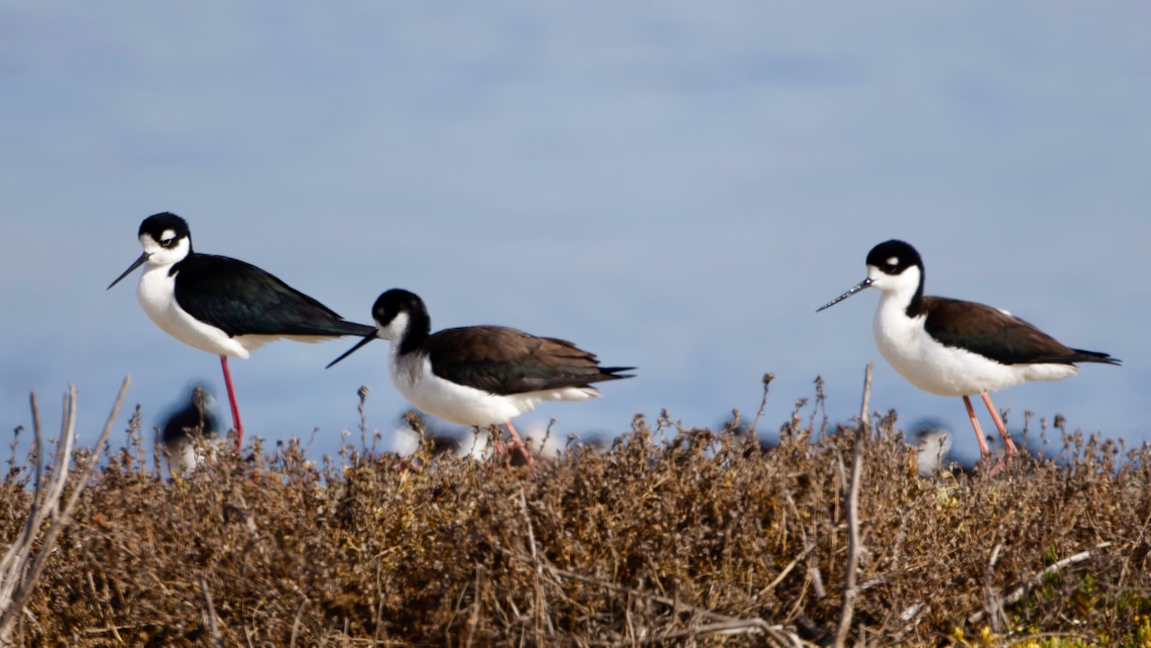 Black-necked Stilts