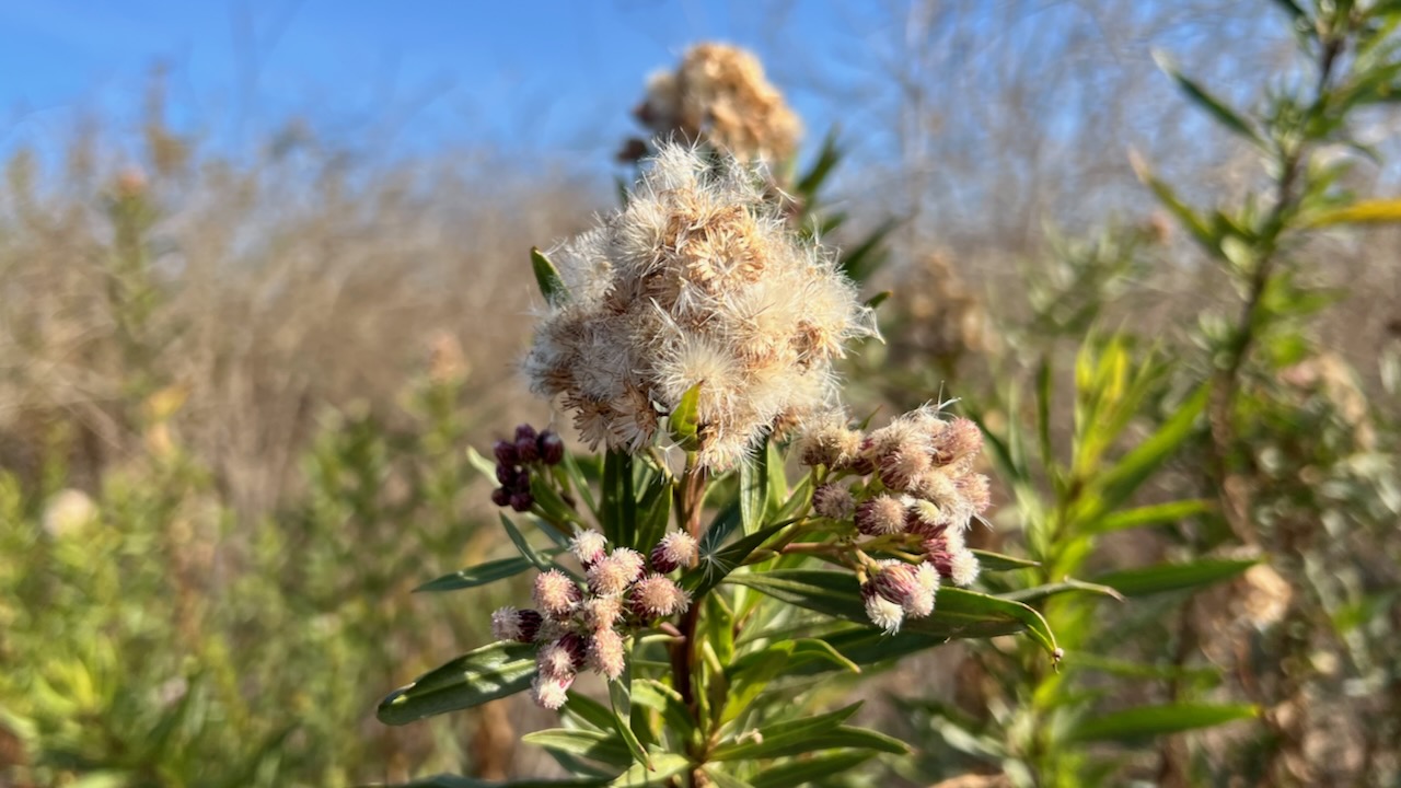 Sticky Baccharis