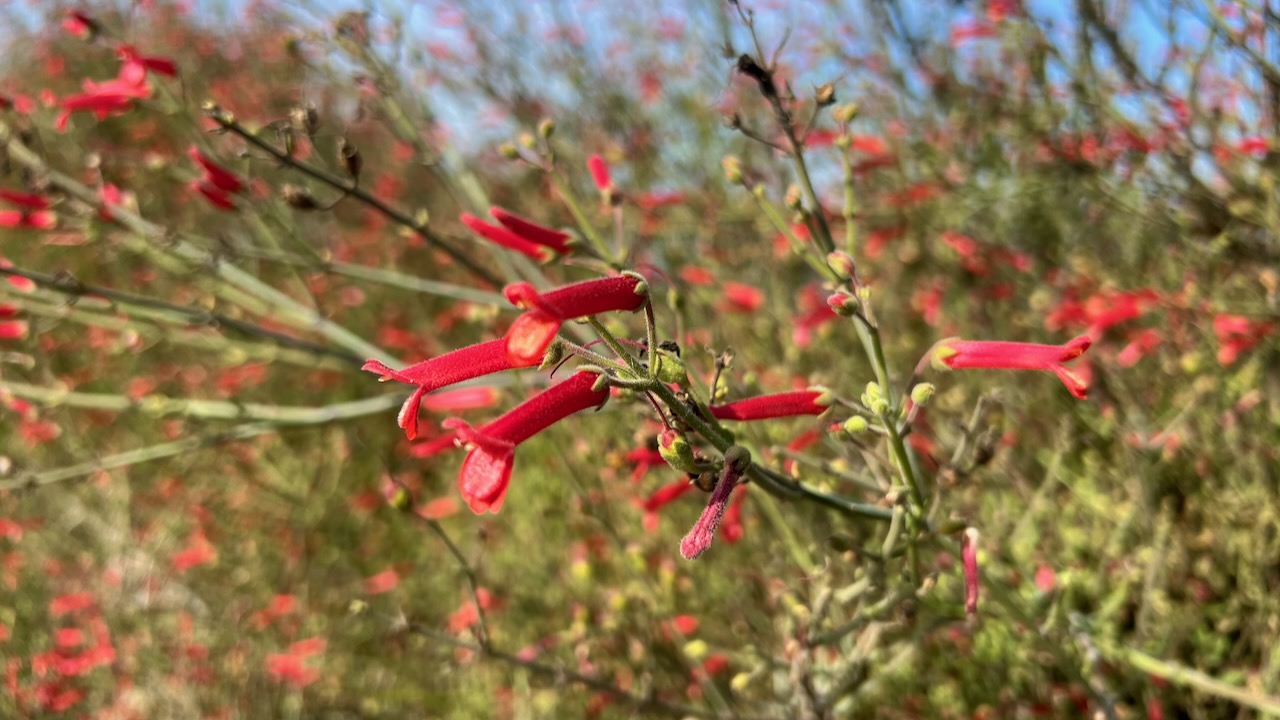 Bridges's Penstemon