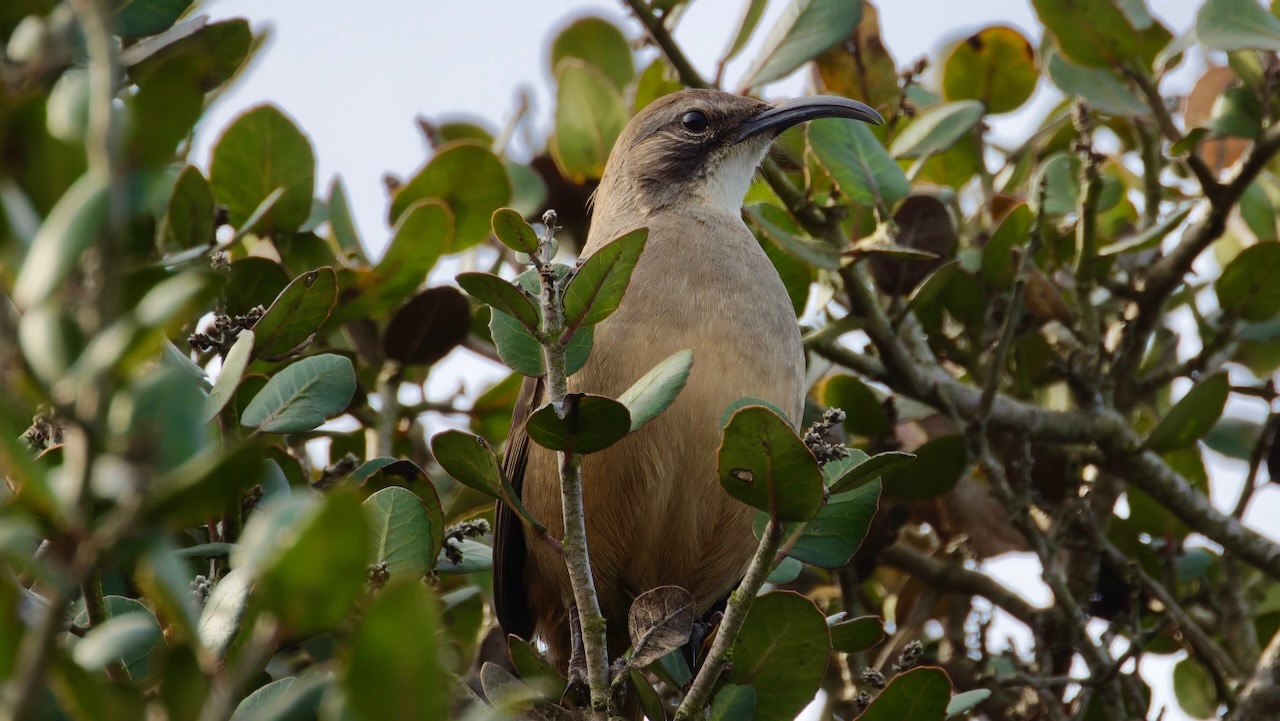 California Thrasher