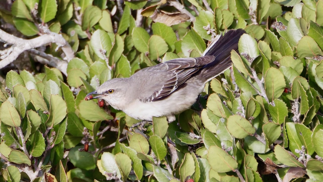 Northern Mockingbird