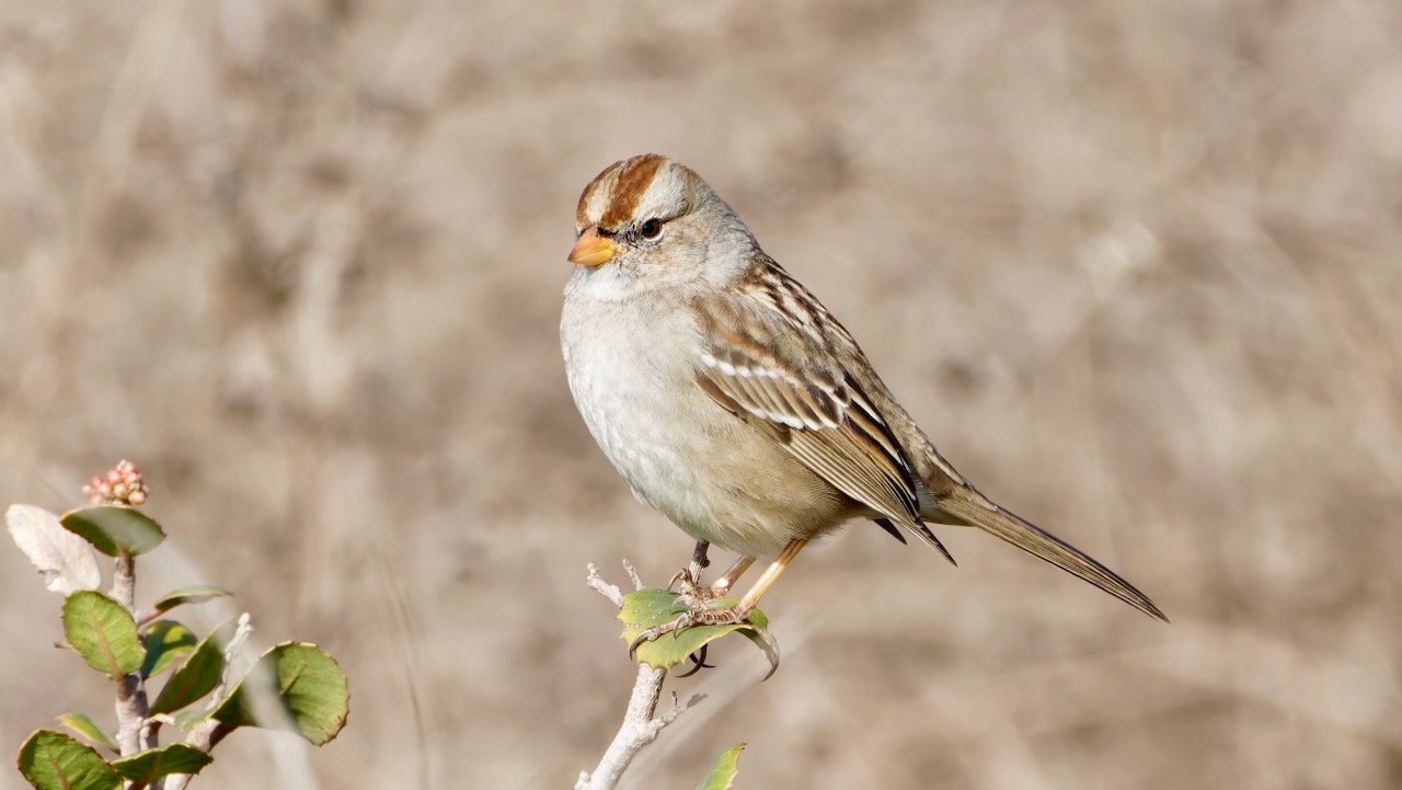 White-crowned Sparrow