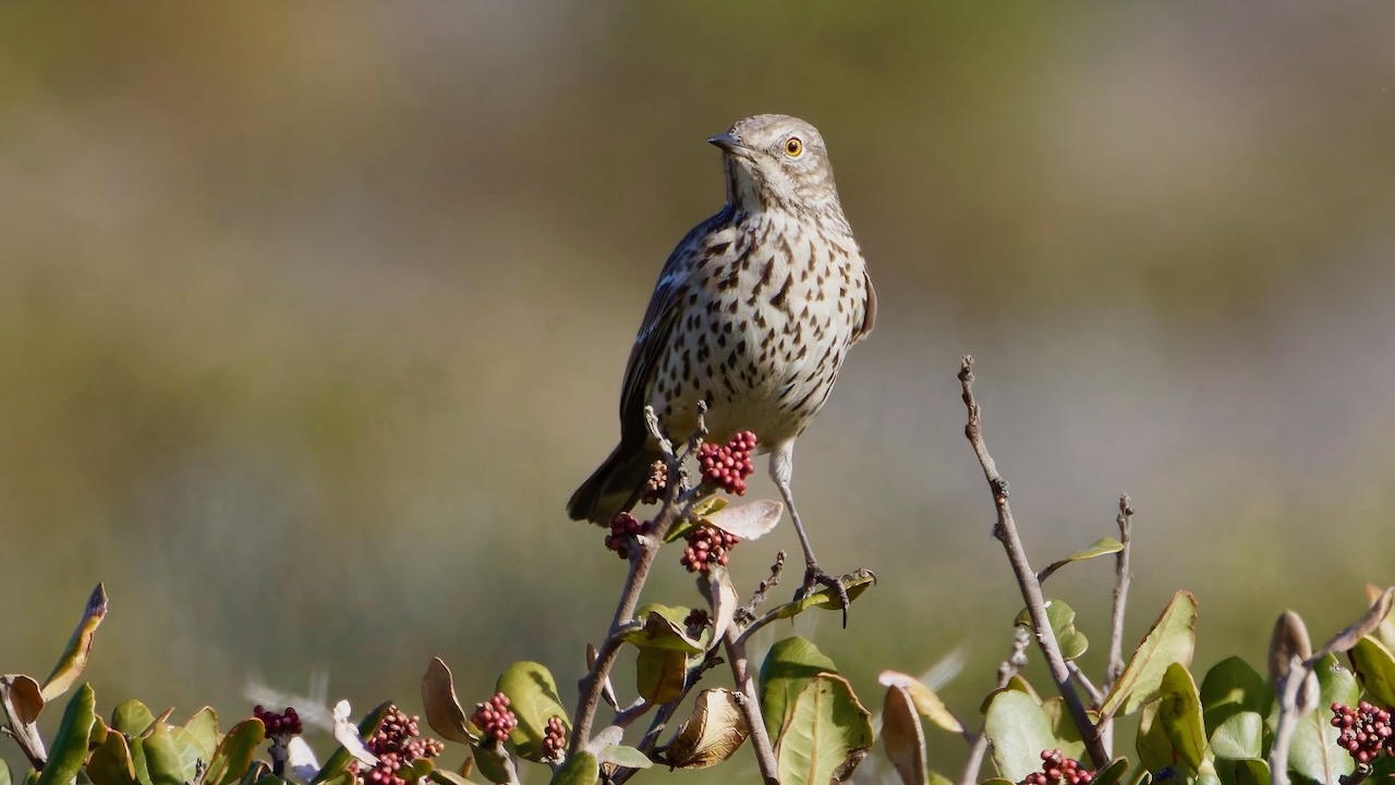 Sage Thrasher