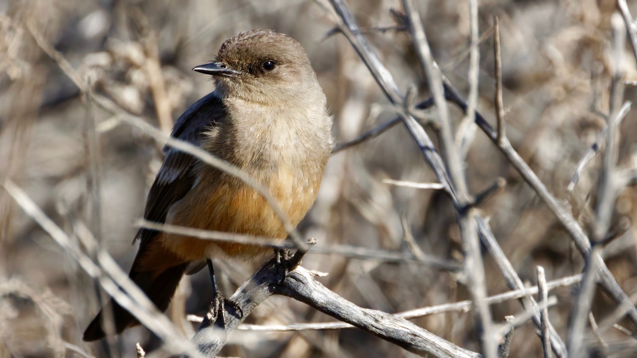 Say's Phoebe