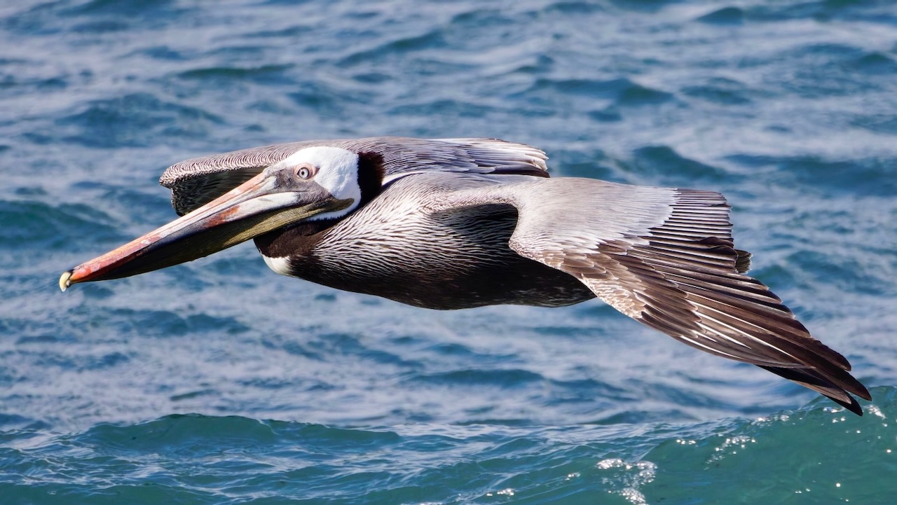 Brown Pelican