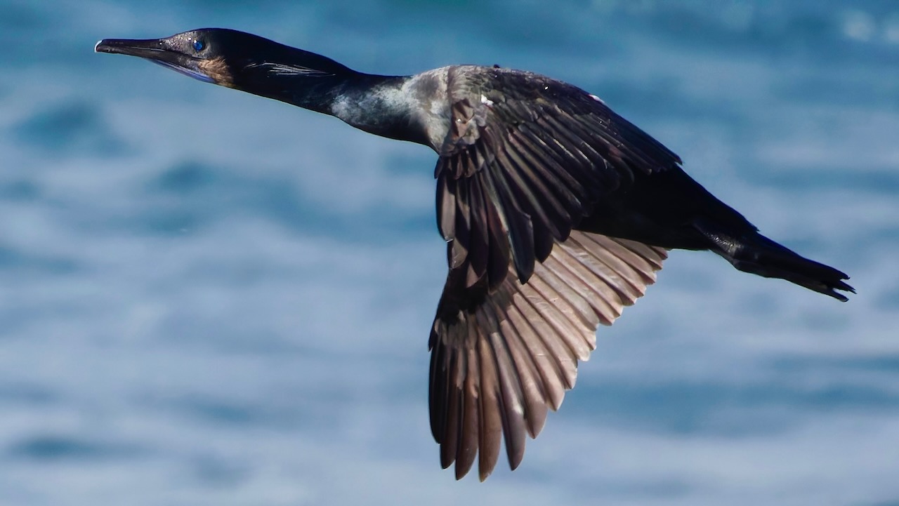 Brandt's Cormorant