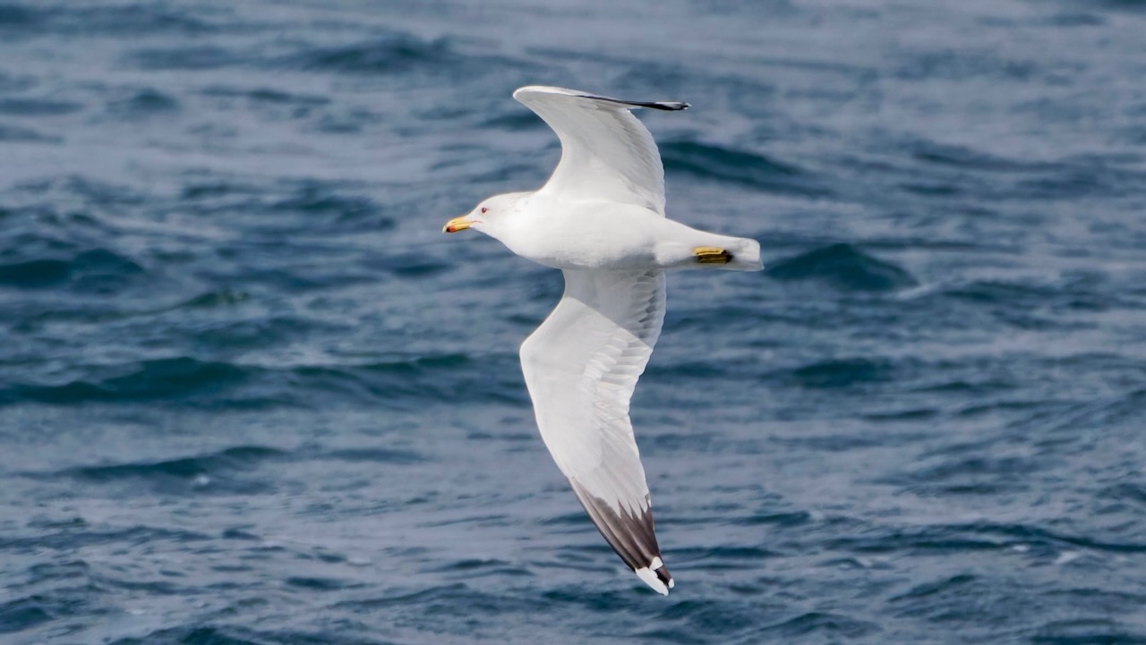 Calfornia Gull