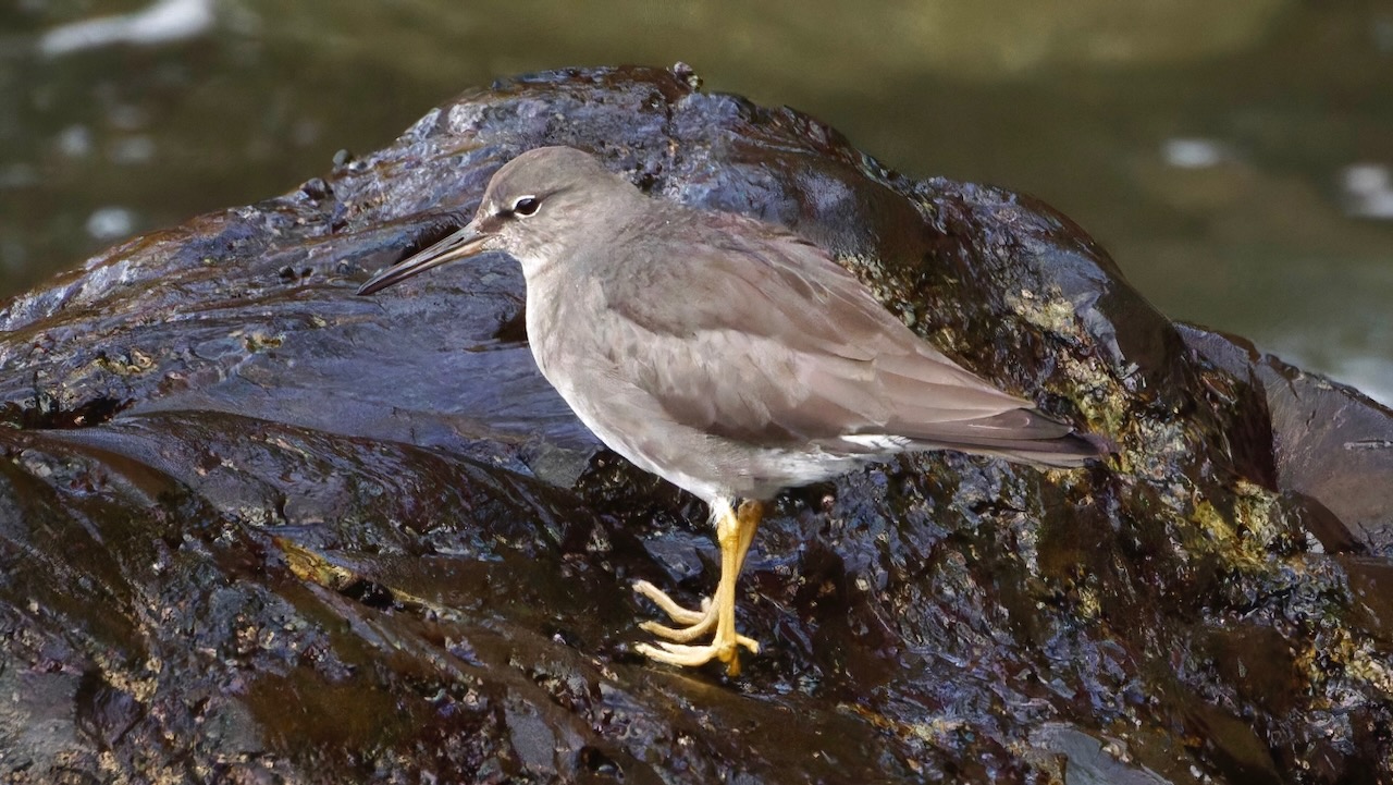 Wandering Tattler