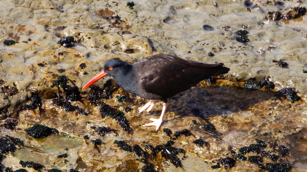 Black Oystercatcher