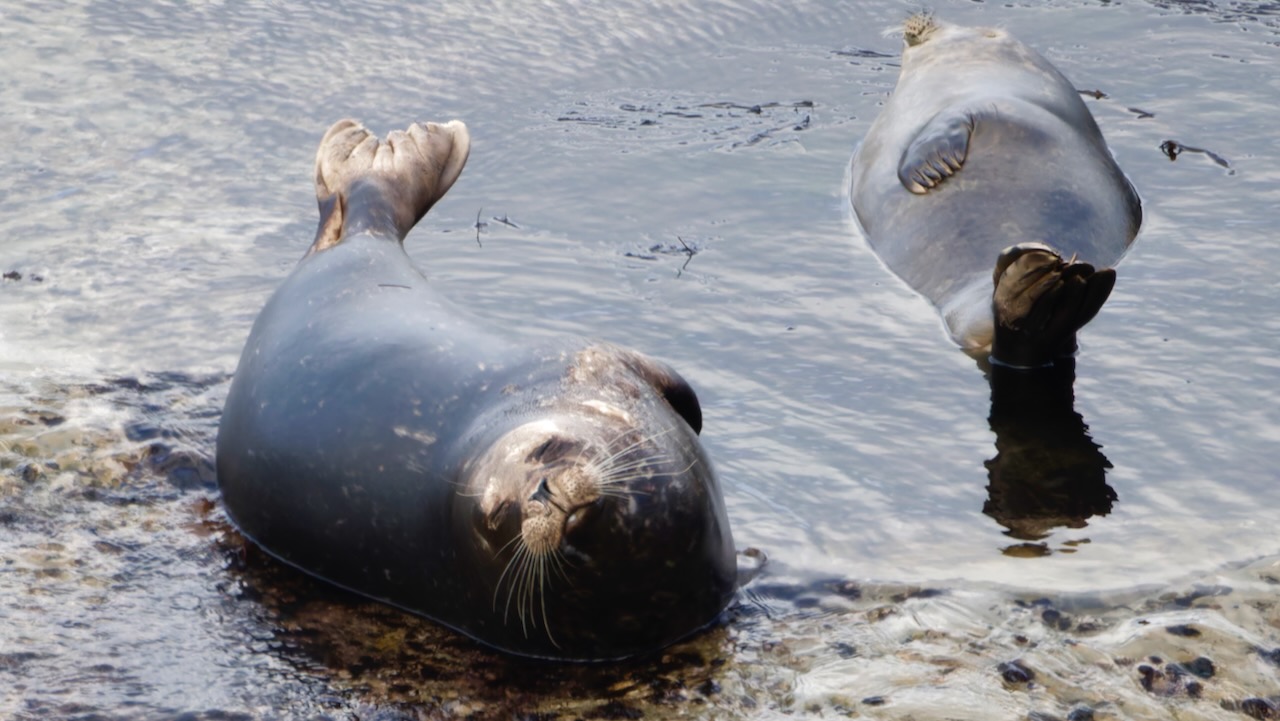 California Sea Lions