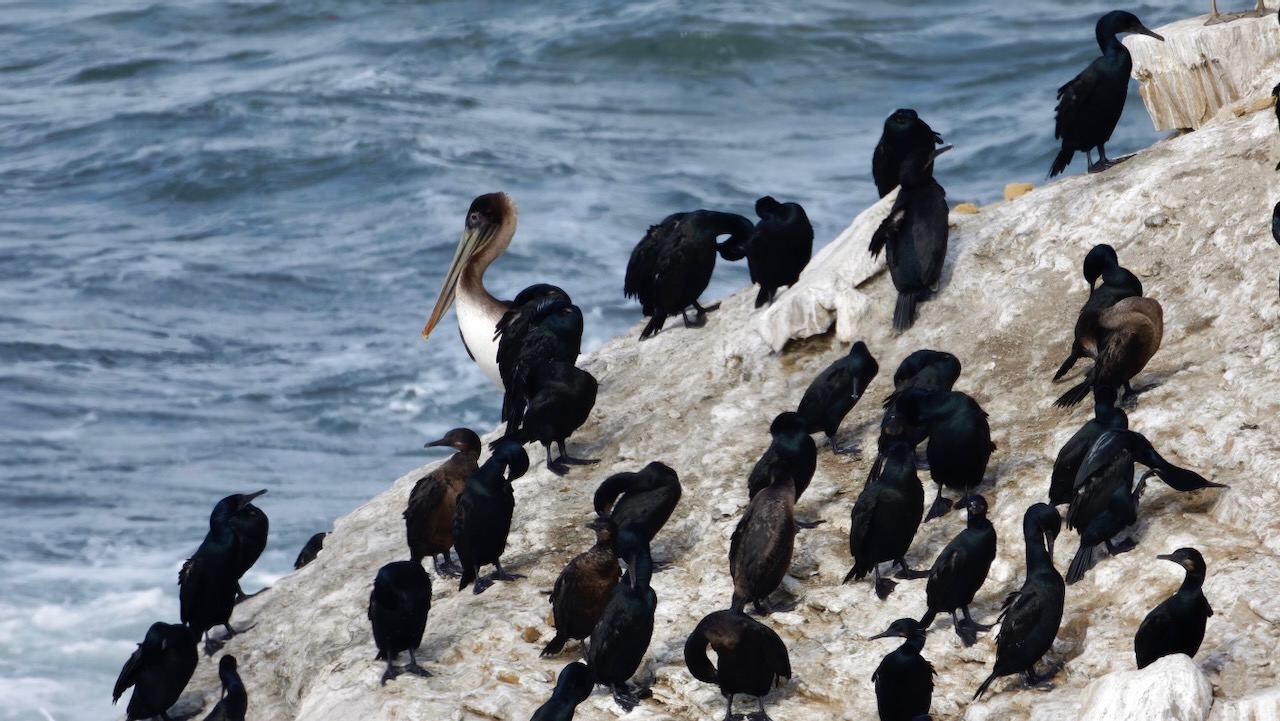 Cormorants and a Brown Pelican