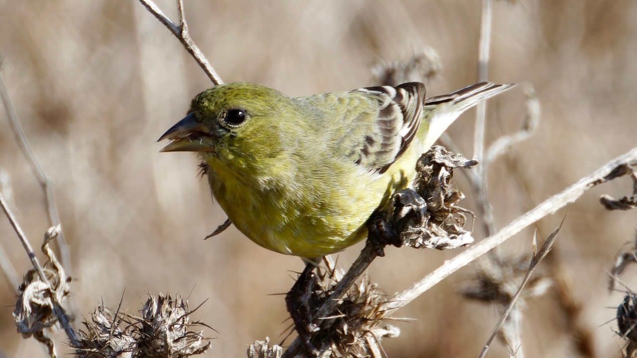 Lesser Goldfinch