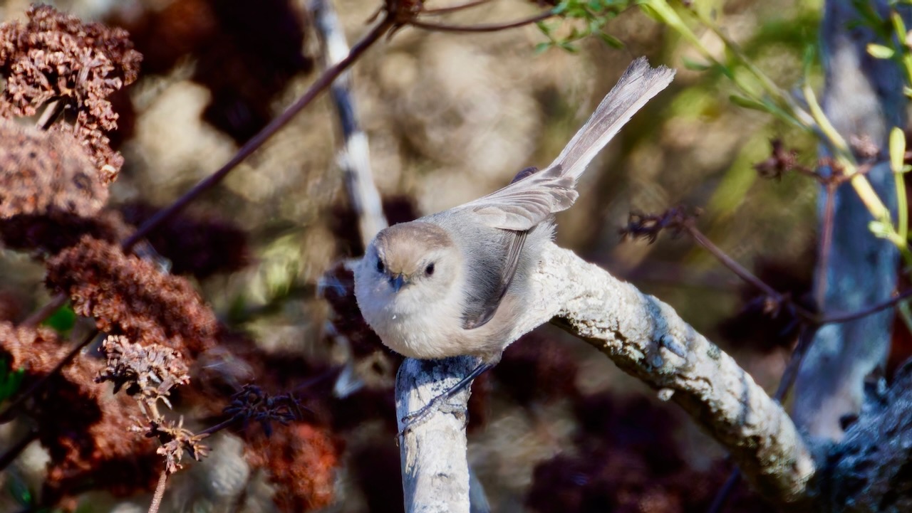 Bushtit