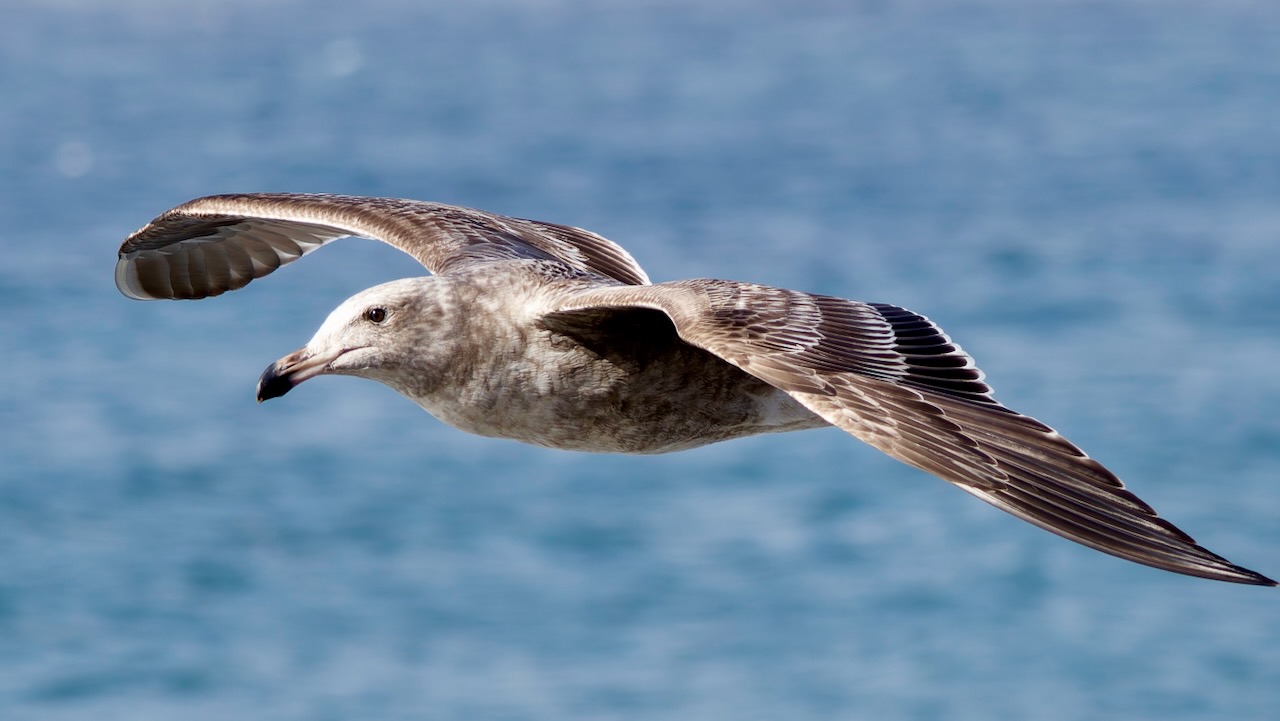 Western Gull