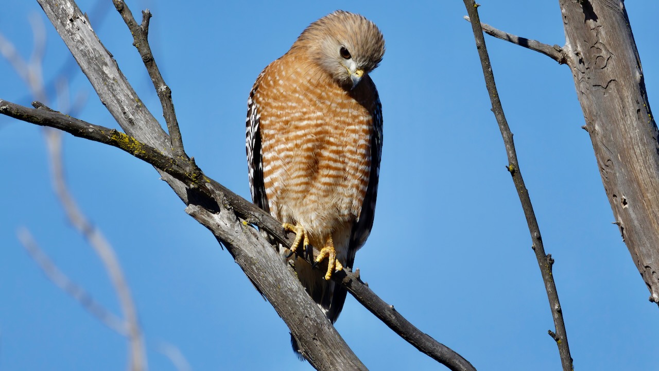 Red-shouldered Hawk