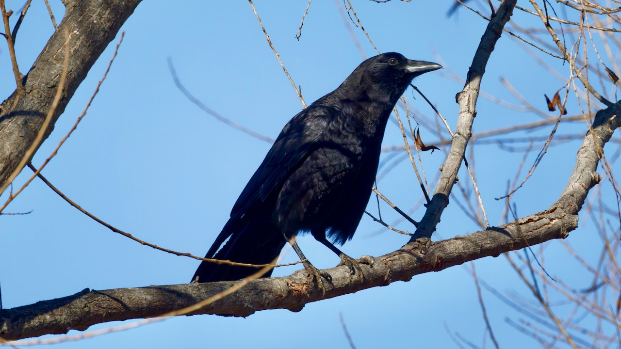 American Crow