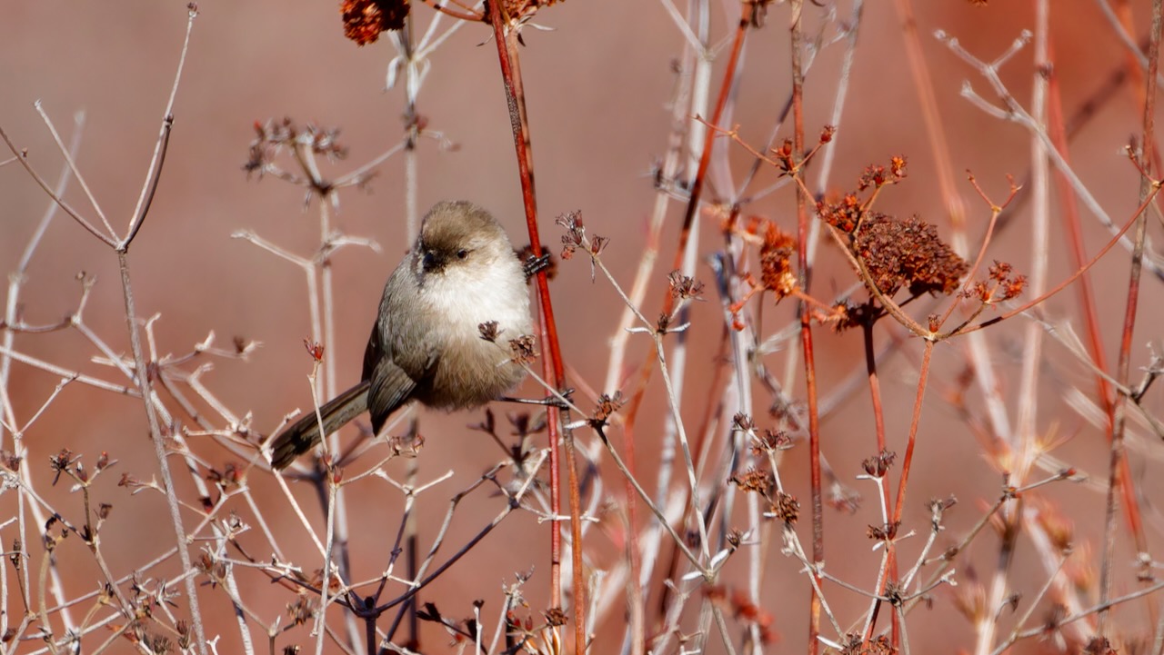 Bushtit