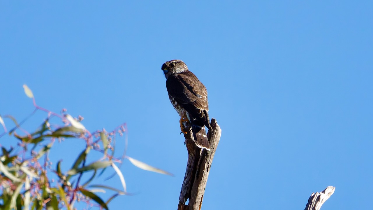 Merlin