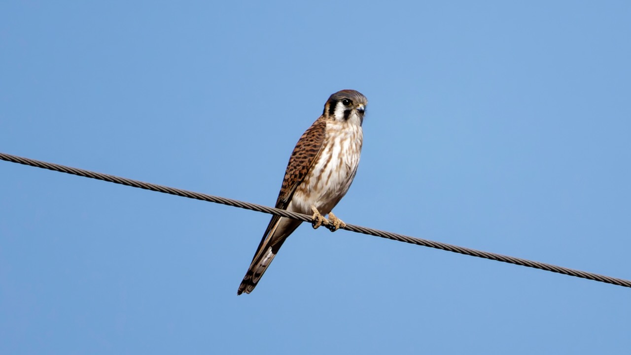 American Kestrel