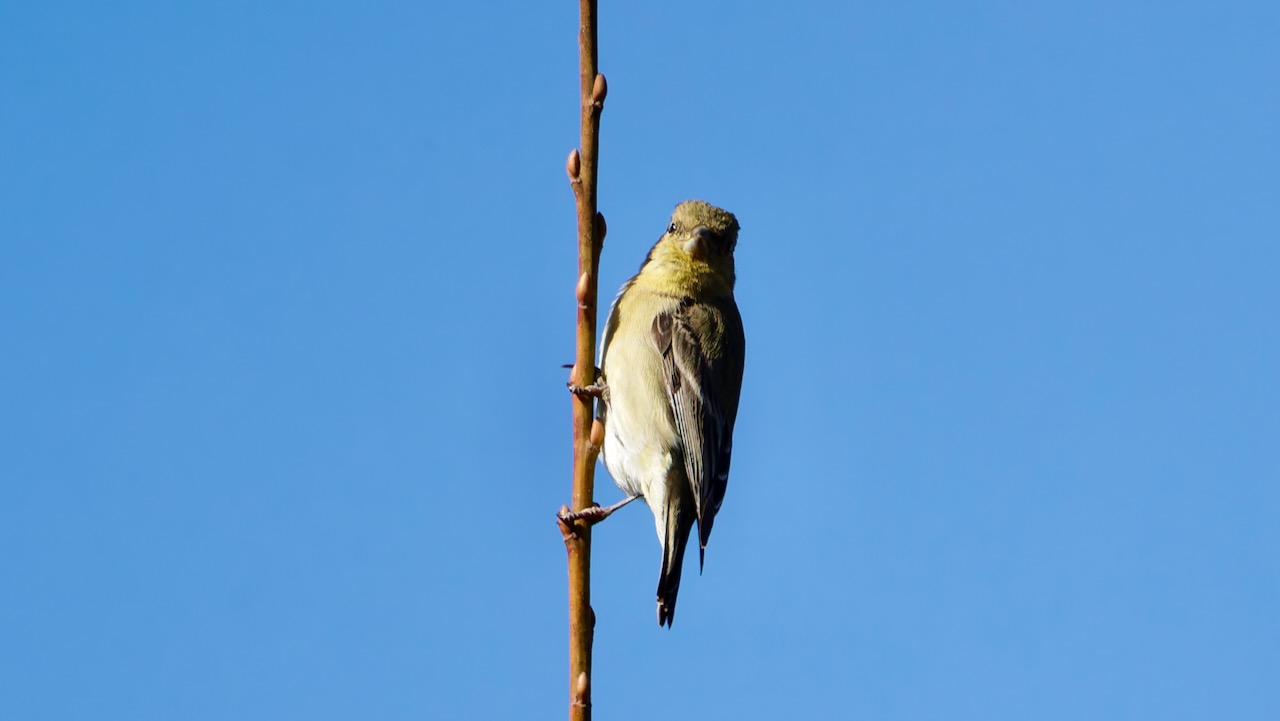 Lesser Goldfinch