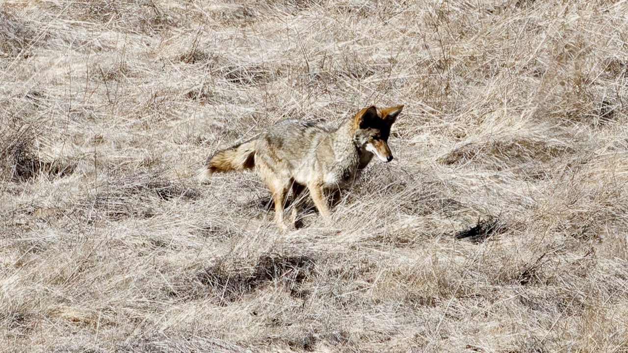 Coyote