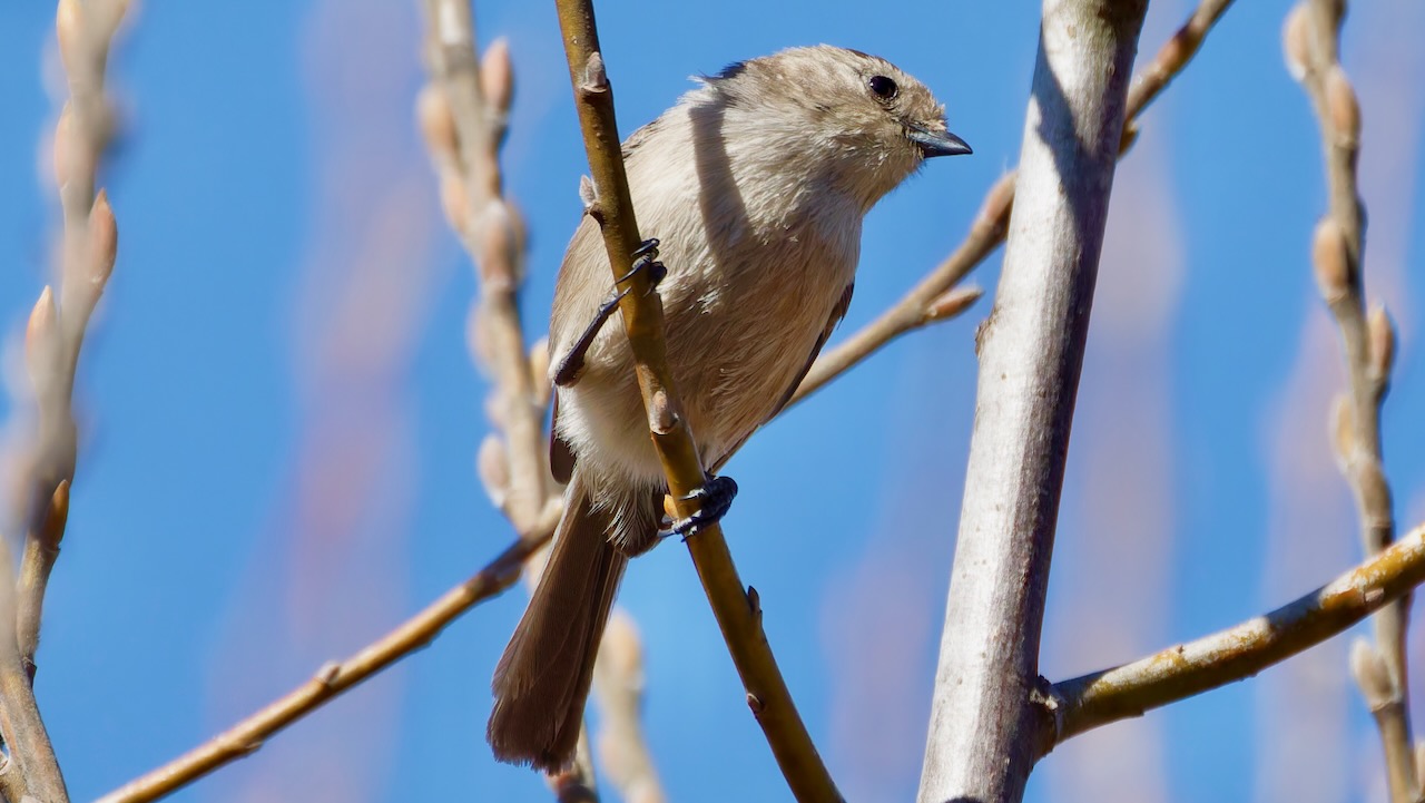 Bushtit