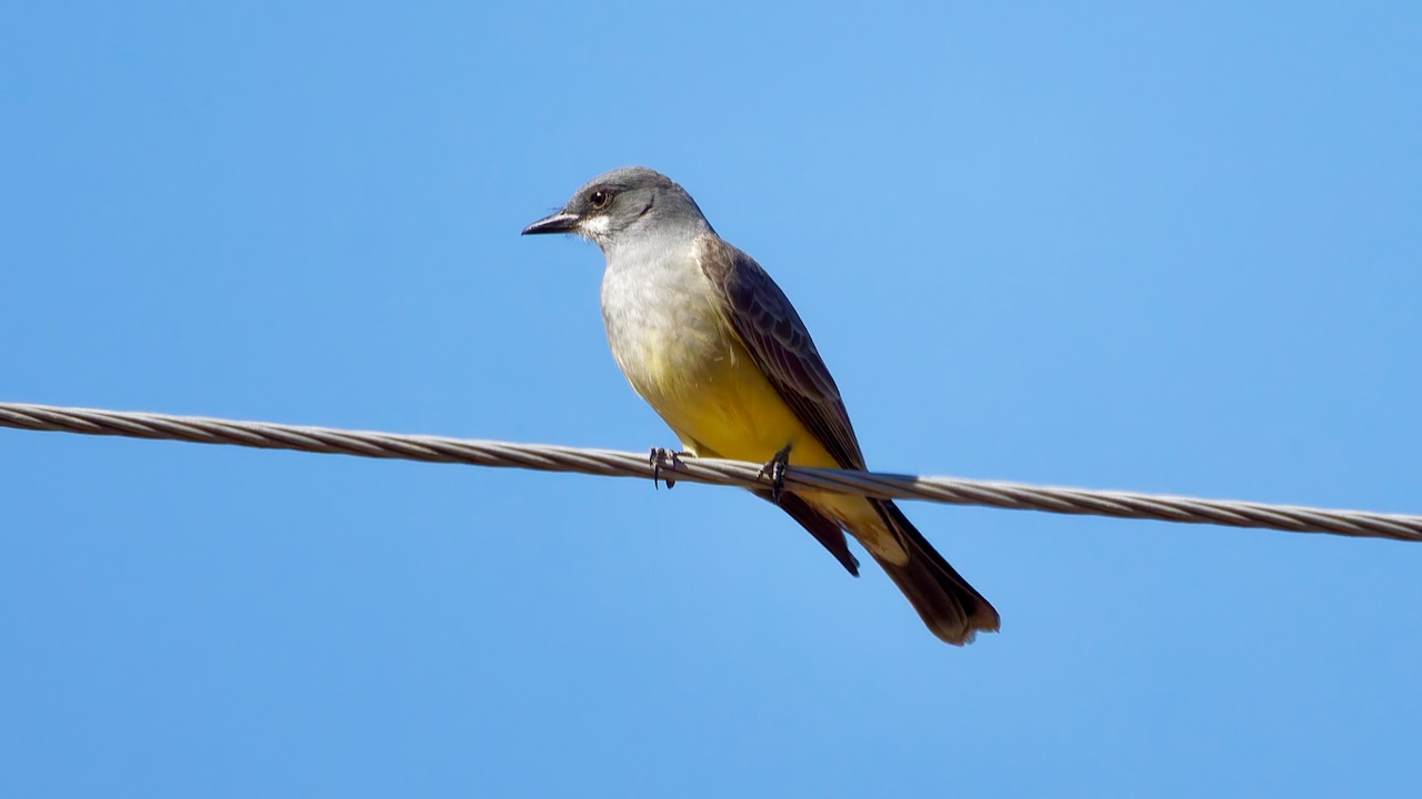 Cassin’s Kingbird