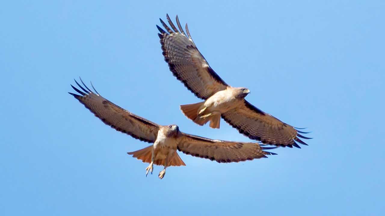 Red-tailed Hawks