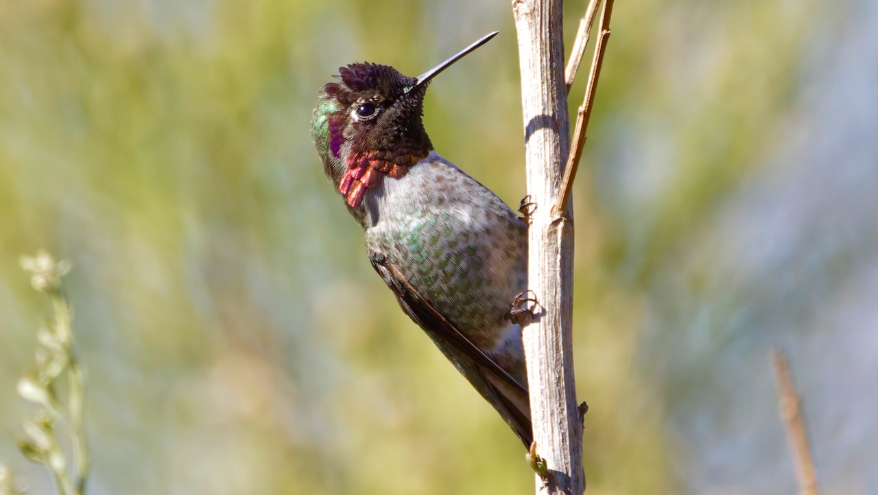 Anna’s Hummingbird