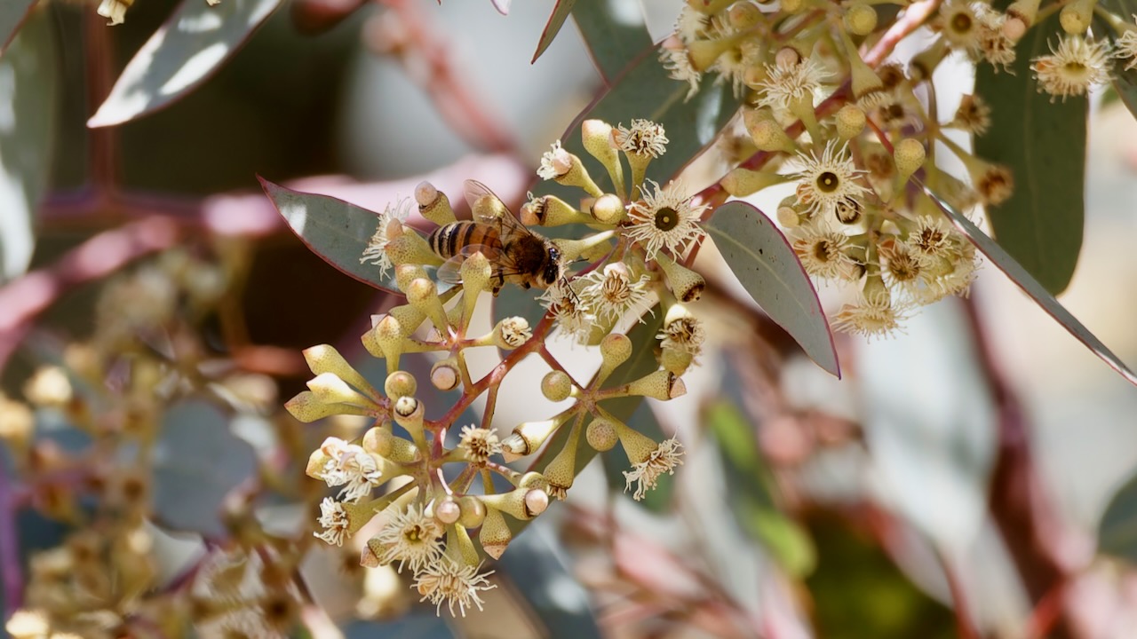 Eucalyptus Tree