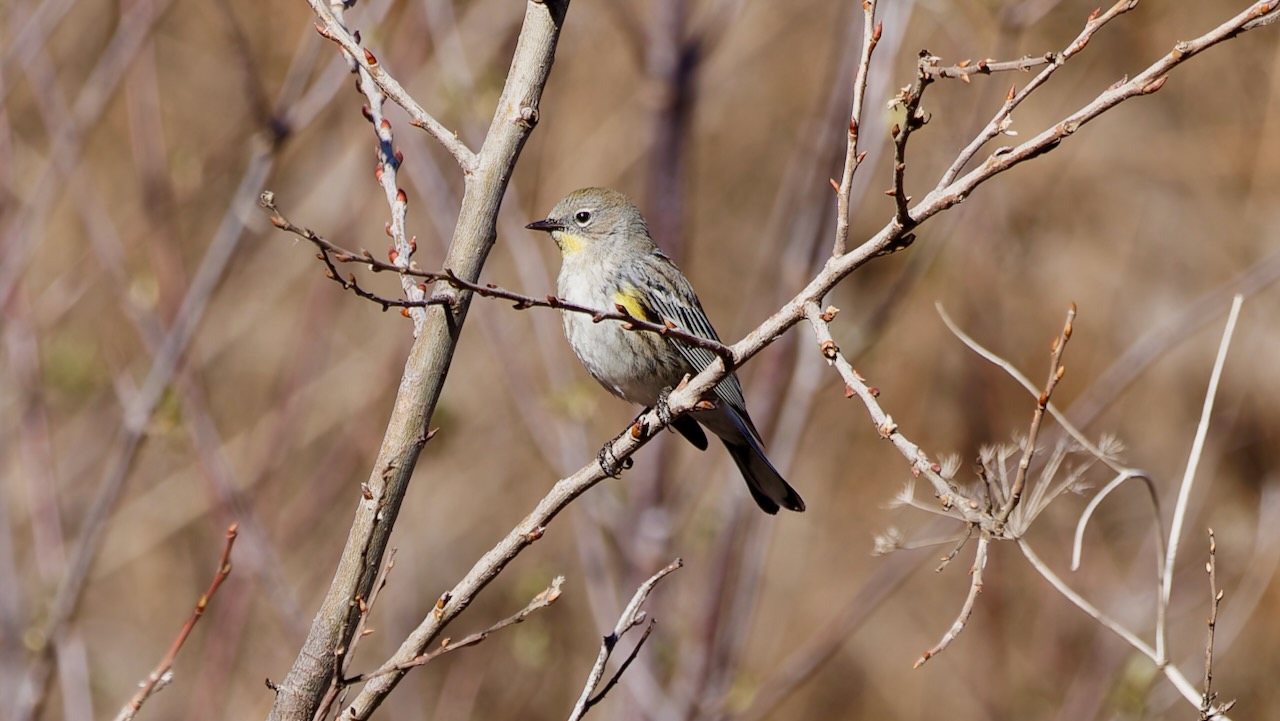 Yellow-rumped Warbler