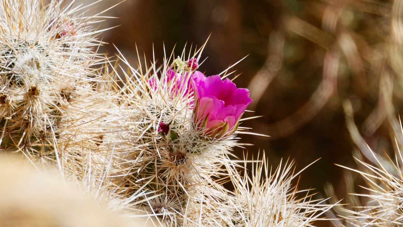 Engelmann's hedgehog cactus