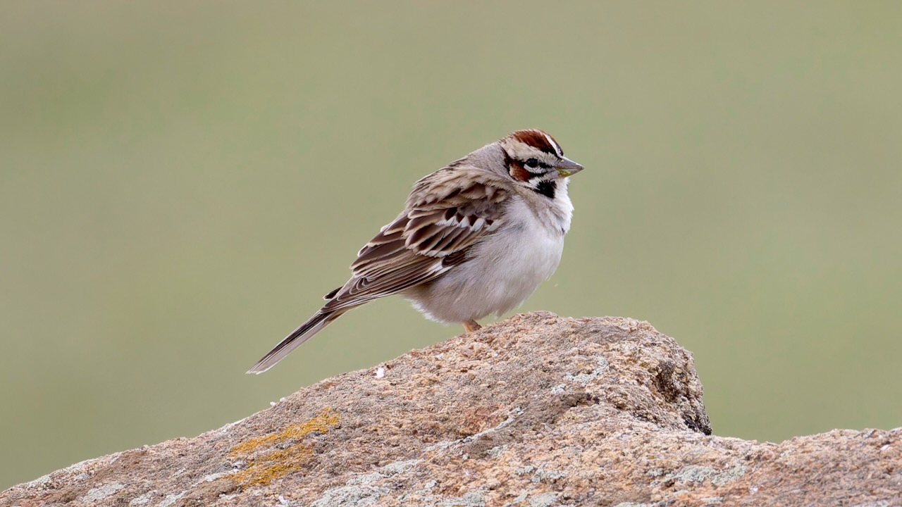 Lark Sparrow
