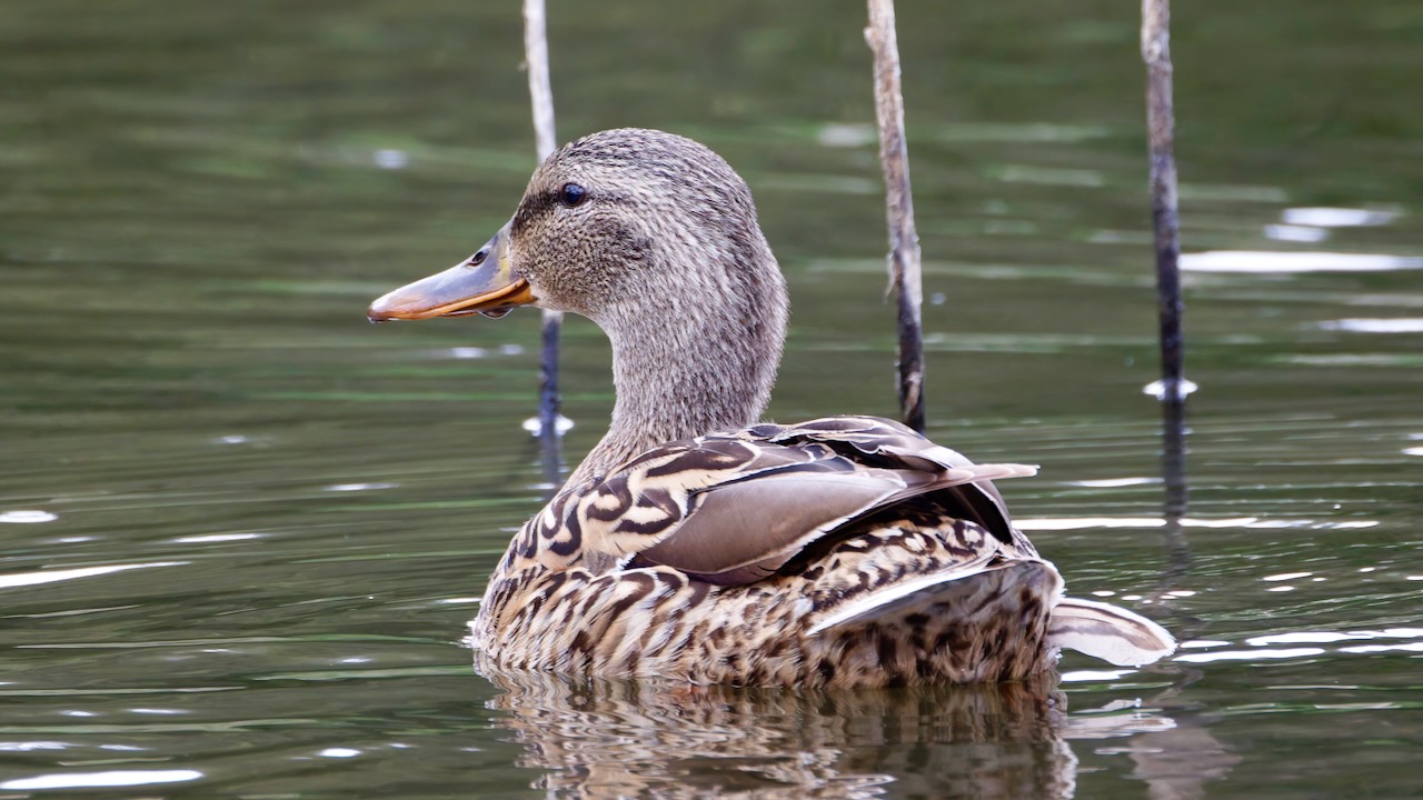 Mallard