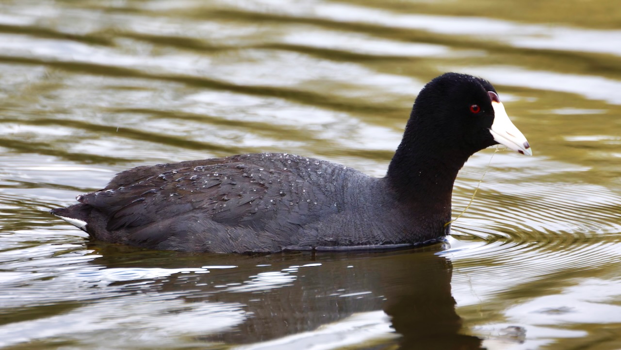 American Coot