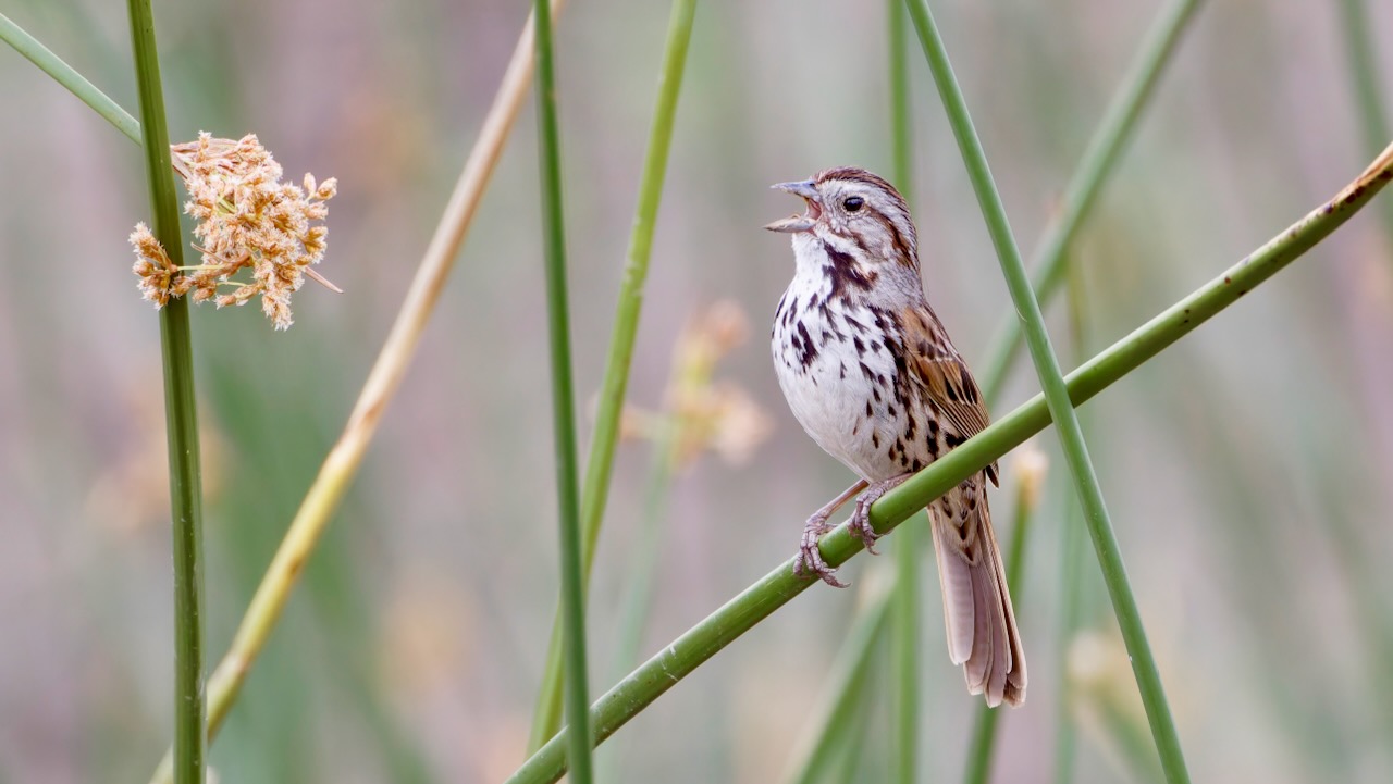 Song Sparrow