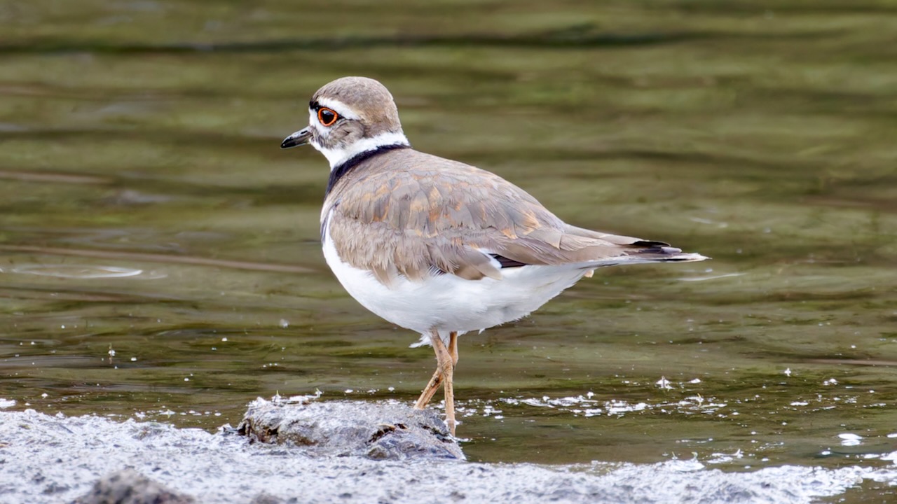 Killdeer
