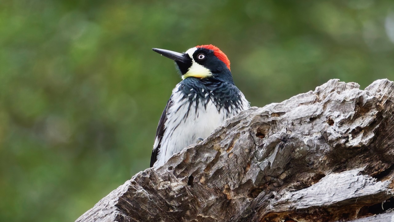Acorn Woodpecker