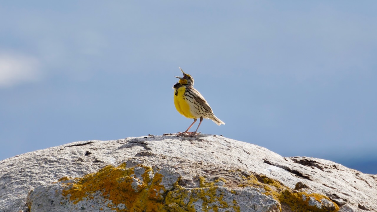 Western Meadowlark