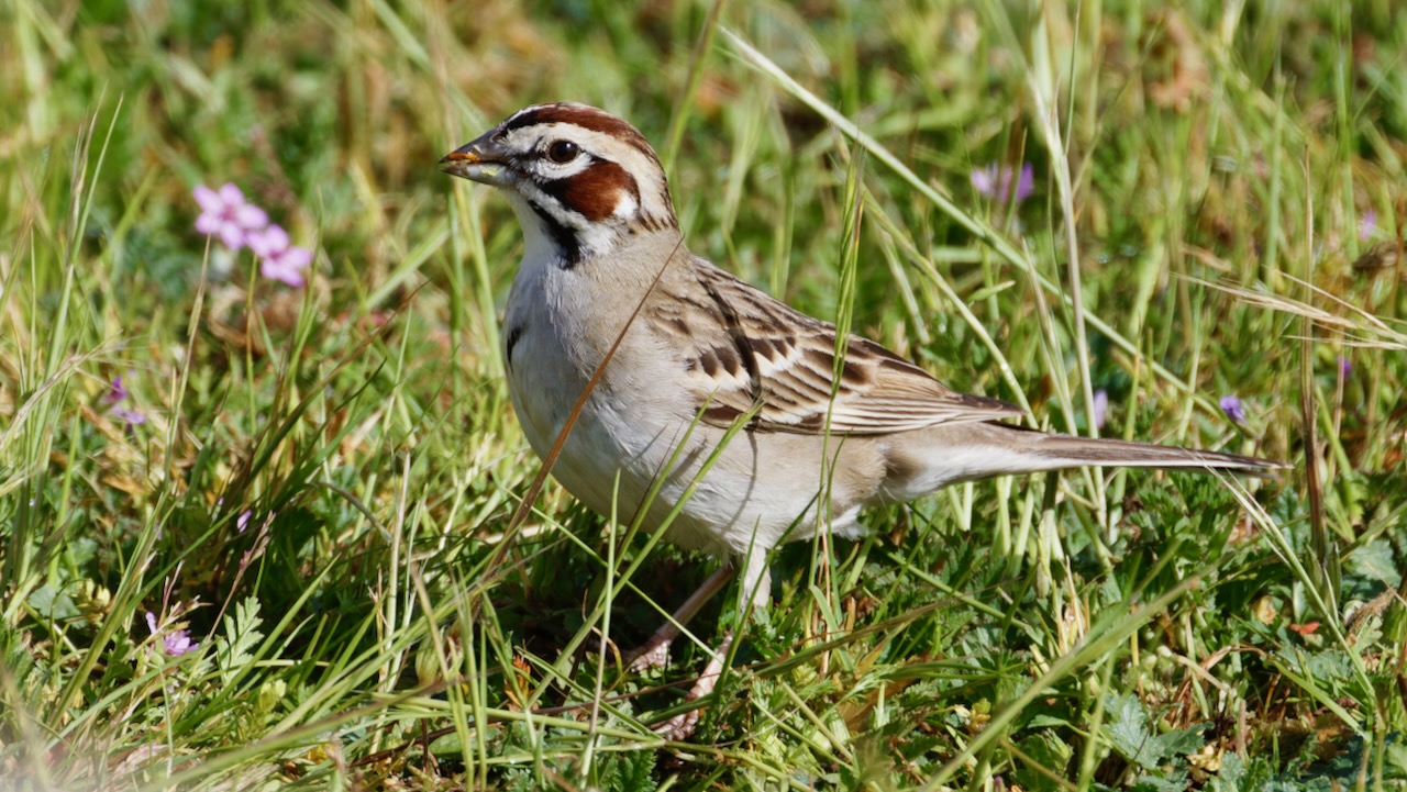 Lark Sparrow