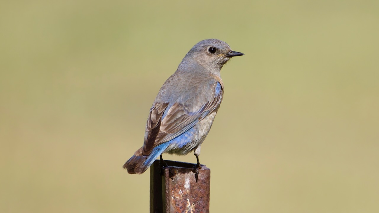Western Bluebird